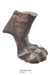 Akvamanilės kojų fragmentai