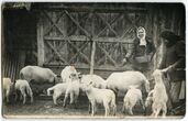 Nenustatyta vietovė. Dvi moterys šeria avis prie ūkinio pastato