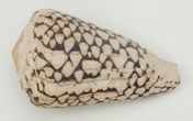 Conus marmoreus (Linnaeus, 1758)