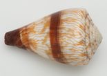 Conus pulicarius (Hwass in Bruguière, 1792)
