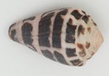 Conus eburneus (Hwass in Bruguière, 1792)