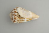 Conus mozambicus (Hwass in Bruguière, 1792)