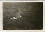 Delfinas šalia barko „Moshulu“