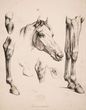 Anatominė arklio raumenų studija