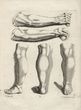Anatominė rankų ir kojų studija