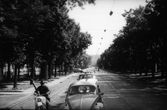 Prano Gudyno kelionių nuotrauka: automobiliai, gatvės motyvas, medžių alėja, Austrija