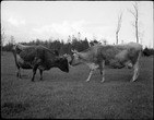 Karvės kaimo ganykloje