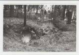 Nuotrauka, juodai balta. Partizano Petro Jurkšaičio-Beržo (1922 10 22–1951 05 21) slėptuvės likučiai ir žuvimo vieta. Rūdšilio miškas, Šakių rajonas. 1993 m.