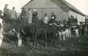 Biržų apskrities žemės ūkio parodoje veislinių veršiukų banda