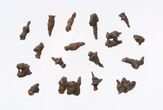 Avalynės dešinės pusporės sluoksninės pakulnės vinutės, rastos prie 1863–1864 m. sukilimo dalyvio Kazimiero Sičiuko palaikų, ant Pilies (Gedimino) kalno, Vilniuje