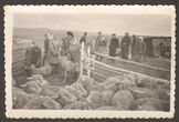Nuotrauka Lietuviai ir kalmukai maudo avis kreolino tirpale prieš jas kerpant Učiumo tarybiniame ūkyje