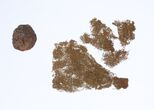 Drabužio audinio fragmentas, rastas prie 1863–1864 m. sukilimo dalyvio Juliano Lesnevskio palaikų, ant Pilies (Gedimino) kalno, Vilniuje