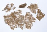 Drabužio audinio fragmentai, rasti prie 1863–1864 m. sukilimo dalyvio Juliano Lesnevskio palaikų, ant Pilies (Gedimino) kalno, Vilniuje