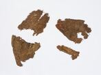 Drabužio audinio fragmentai iš 1863–1864 m. sukilimo dalyvio Tito Dalevskio, kurio palaikai buvo užkasti ant Pilies (Gedimino) kalno Vilniuje, įkapių komplekto