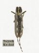 Žalsvasis stagarinukas (Agapanthia villosoviridescens)