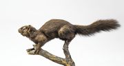 Paprastoji voverė (Sciurus vulgaris)