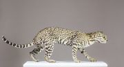 Ocelotas (Leopardus pardalis)