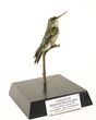 Auksapilvis smaragdinis kolibris (Chlorostilbon aureoventris)