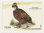 Pašto ženklas. Virgininė putpelė (Colinus virginianus). Kuba.